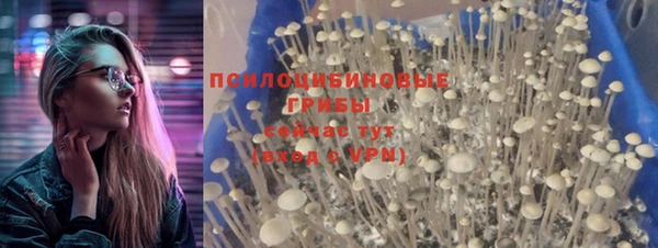 PSILOCYBIN Белокуриха